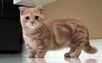 侏儒猫能活多久寿命 侏儒猫能活多久寿命