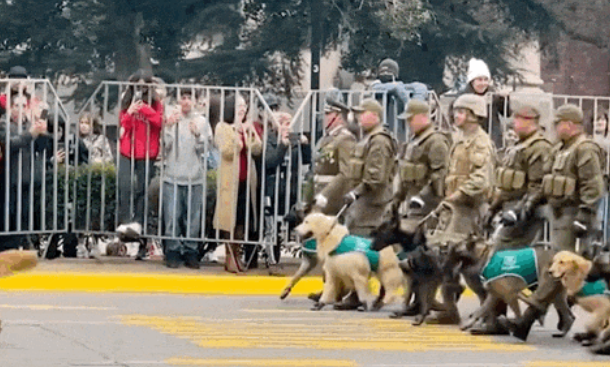 警犬参加阅兵仪式走路顺拐,身后还有人拖着垃圾桶:千万别拉 警犬参加阅兵仪式走路顺拐,身后还有人拖着垃圾桶:千万别拉