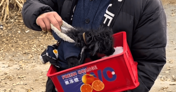 就算给它穿上衣服,也无法掩盖它一身皮肤病后,成为流浪狗的事实 就算给它穿上衣服,也无法掩盖它一身皮肤病后,成为流浪狗的事实