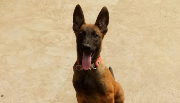 马犬幼犬价格多少钱一只 图片 马犬幼犬价格多少钱一只 图片