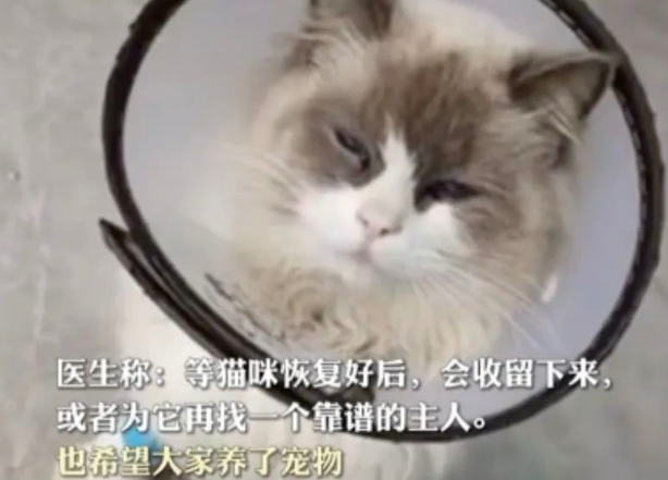 布偶猫被遗弃后自己去医院求助:“麻烦救救我!” 布偶猫被遗弃后自己去医院求助:“麻烦救救我!”