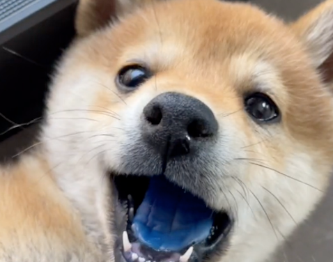 柴犬的舌头变成了蓝色,还以为是中毒太深!狗:想抬高一下身价! 柴犬的舌头变成了蓝色,还以为是中毒太深!狗:想抬高一下身价!