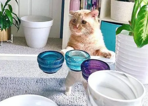 租客在房子里养猫怎么办