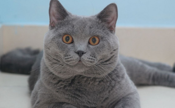 真猫和假猫的区别