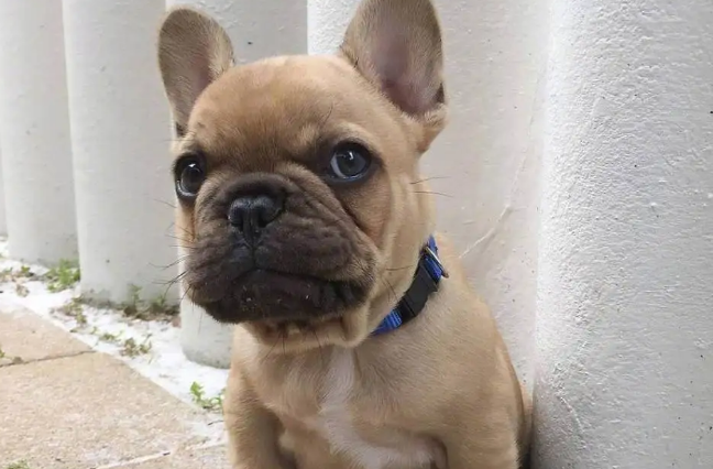 斗牛犬幼崽多少钱一只 斗牛犬幼崽多少钱一只