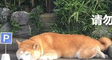 你见过最逗的柴犬是什么样子的,那你来看看这个,比得上二哈了 你见过最逗的柴犬是什么样子的,那你来看看这个,比得上二哈了