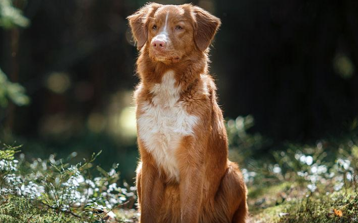 完美饲养指南:培养你的新斯科舍猎鸭寻猎犬 完美饲养指南:培养你的新斯科舍猎鸭寻猎犬