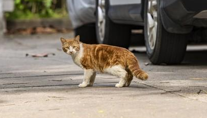 城市流浪猫的生存现状：无家可归的孤独与挣扎。