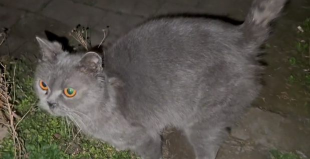 江苏：英短蓝猫独守空屋，猫咪：虽你没带”