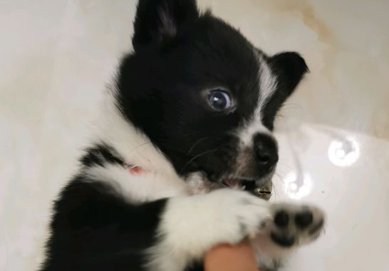 自从养了柯基以后,网友整个人都不一样了,每天都特高兴 自从养了柯基以后,网友整个人都不一样了,每天都特高兴