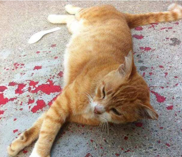路上惊现死亡猫咪,网友哭着走近查看,却让人跌破眼镜! 路上惊现死亡猫咪,网友哭着走近查看,却让人跌破眼镜!