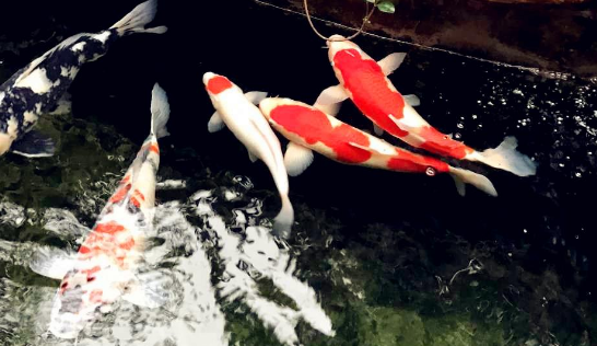 鱼交叉感染了怎么治疗 鱼交叉感染了怎么治疗