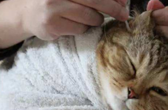 主人给猫咪掏耳朵，猫咪嘴上说不要不要，可身体诚实得很呢！