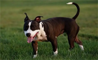 斗狗犬品种排名