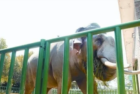 郑州动物园断鼻子大象的故事