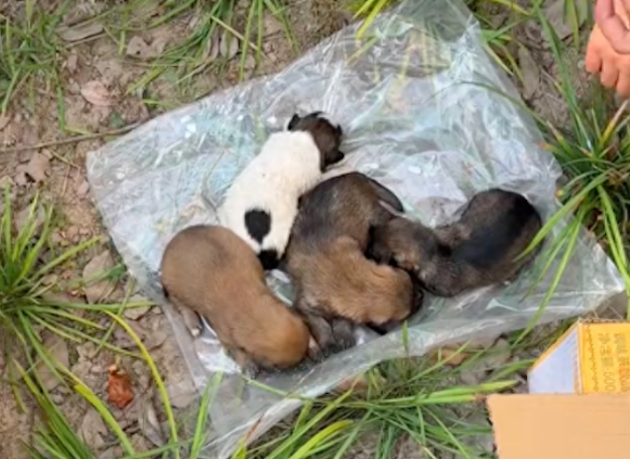 5只刚出生小狗被遗弃，女生和同事齐心救助，医生说只能听天由命