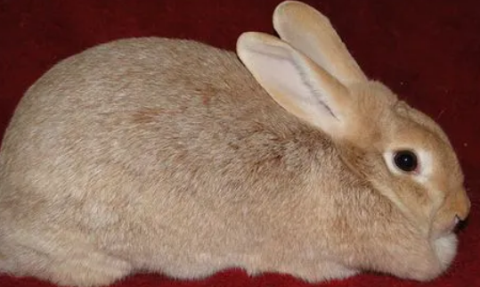 忌廉兔价格 忌廉兔一般在200.00/只 忌廉兔价格 忌廉兔一般在200.00/只