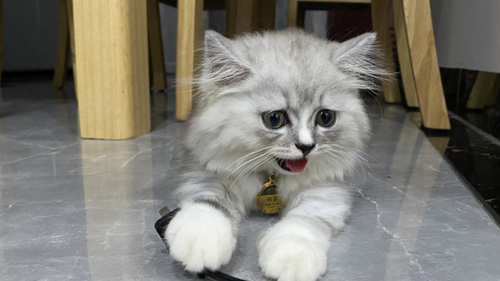 布偶猫和金吉拉杂交出来的猫