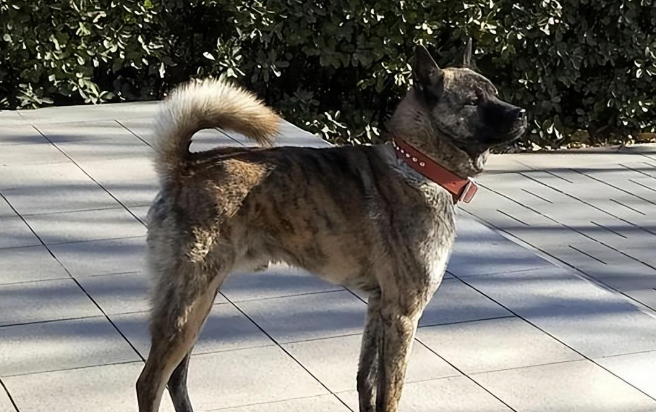 虎斑犬十养九愁