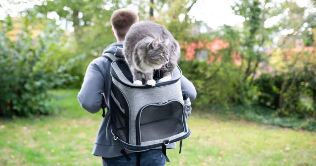 你知道吗，猫咪其实也有“MBTI”