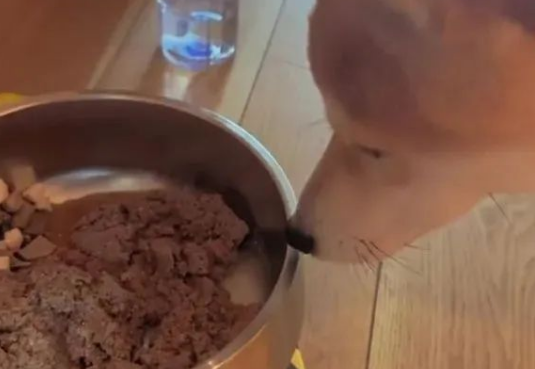 柴犬绝食急坏主人，结果网友一句话点醒主人！