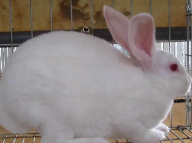 新西兰肉兔多少钱一斤