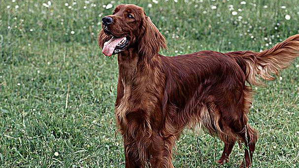 爱尔兰赛特犬介绍及简介