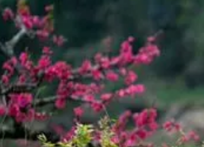桃花和桃子有关系吗