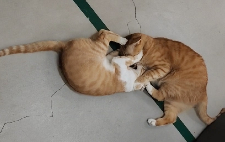 猫咪常打架互踹,就是关系不好,水火不容? 猫咪常打架互踹,就是关系不好,水火不容?