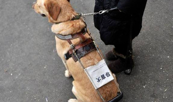 “导盲犬助力视障人士出行,传递关爱与希望” “导盲犬助力视障人士出行,传递关爱与希望”