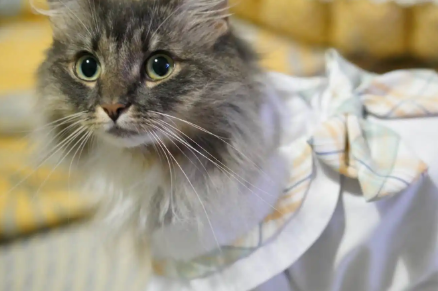 艾狄斯宠物衣服质量如何