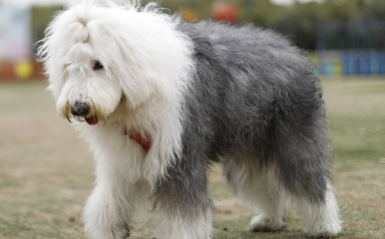 古代牧羊犬好养吗 古牧犬是非常温顺的