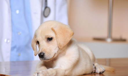 养拉布拉多犬一个月开销多少钱