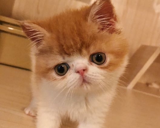 加菲猫和英短配出来是什么