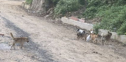 野狗扰民何时休?网友在巫溪环城桥被野狗追着跑... 野狗扰民何时休?网友在巫溪环城桥被野狗追着跑...