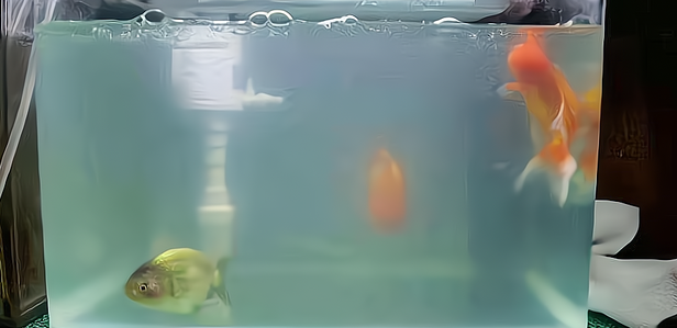 鱼缸死了一条鱼后水很浑浊 鱼缸死了一条鱼后水很浑浊