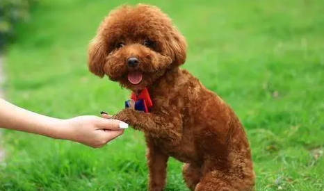 多地出台养犬规定引热议 如何“管人”才科学？