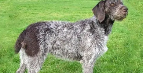 世界犬种介绍之,德国长毛指示犬 世界犬种介绍之,德国长毛指示犬