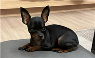 小鹿犬能长多高
