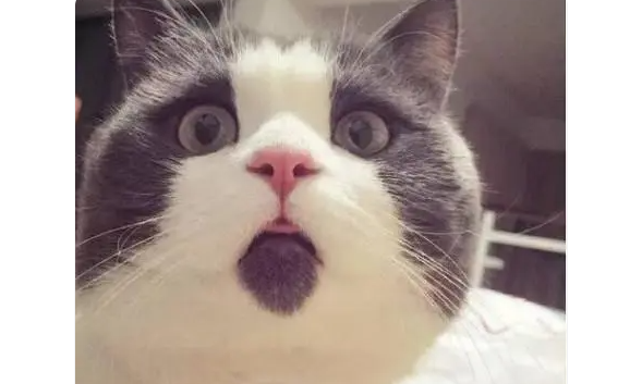 惊讶猫,靠着永恒的惊讶表情俘获了一众猫奴的芳心! 惊讶猫,靠着永恒的惊讶表情俘获了一众猫奴的芳心!