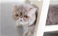 猫价格一览表2023