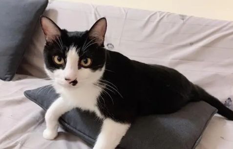 养奶牛猫是吉还是凶