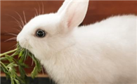 兔子可以吃馒头吗