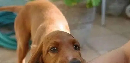 两恶犬不拴绳追咬孩子，妈妈护子惨遭暴打！狗主人喜提三年牢饭