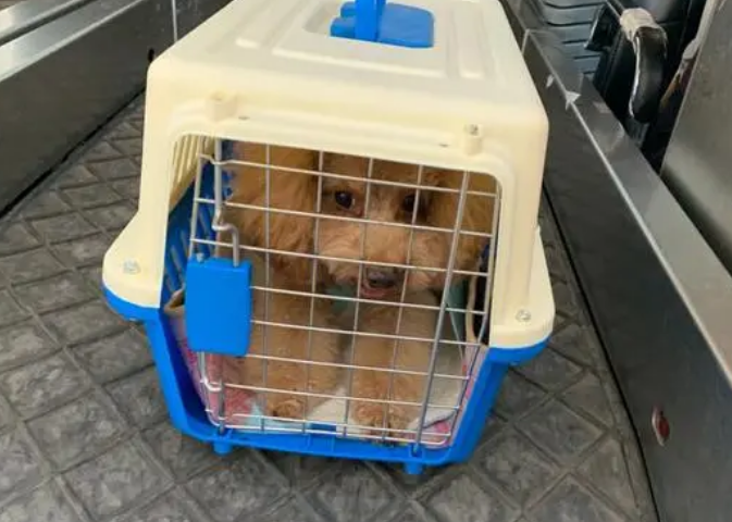 宠物狗托运过程中死亡,承运人被判赔偿并道歉 宠物狗托运过程中死亡,承运人被判赔偿并道歉