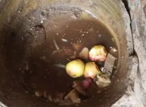 主人不想养哈士奇了把它扔入猪圈里,每天吃的是臭水泡苹果 主人不想养哈士奇了把它扔入猪圈里,每天吃的是臭水泡苹果