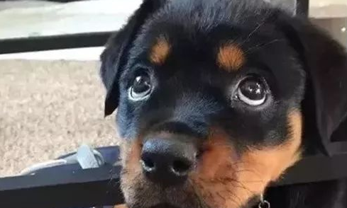 没见过这么会讨人欢心的罗威纳，真是给猛犬丢脸了！