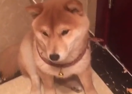 柴犬被地插电嘴,主人假装手也被电,狗子的举动暖心了…… 柴犬被地插电嘴,主人假装手也被电,狗子的举动暖心了……