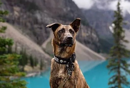 田园虎斑犬被领养到国外,竟然成了一个明星? 田园虎斑犬被领养到国外,竟然成了一个明星?