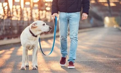 狗绳的正确用法和宠物护理技巧